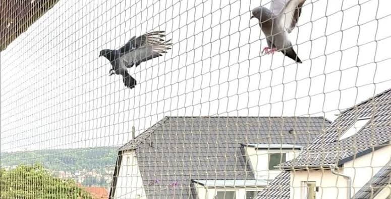 Pigeon Netting